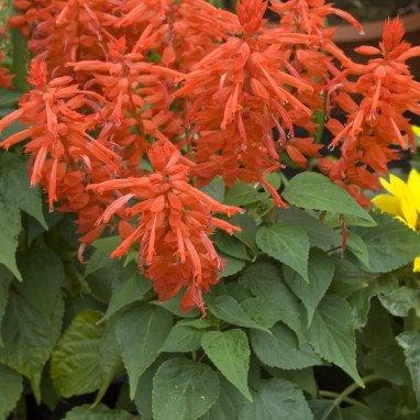 Salvia splendens rouge 'Flamex 2000' | Achat direct au producteur