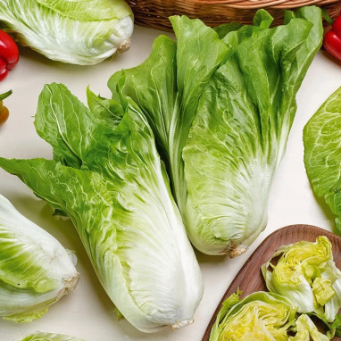 Chicorée Pain de Sucre - Cichorium intybus | Achat direct au producteur