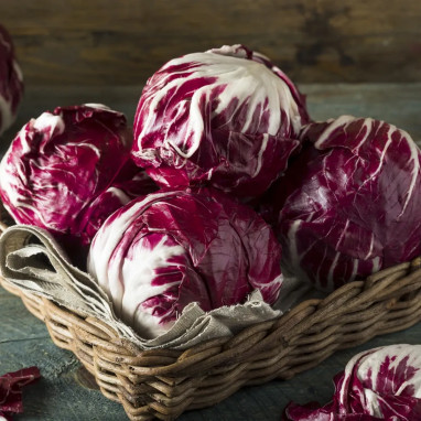Chicorée Rouge de Vérone - Cichorium intybus | Achat direct au producteur