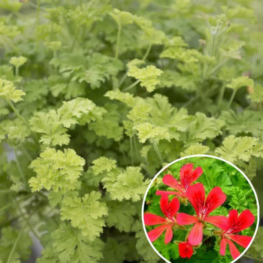 Géranium odorant 'Concolor Lace' - Pelargonium | Achat producteur