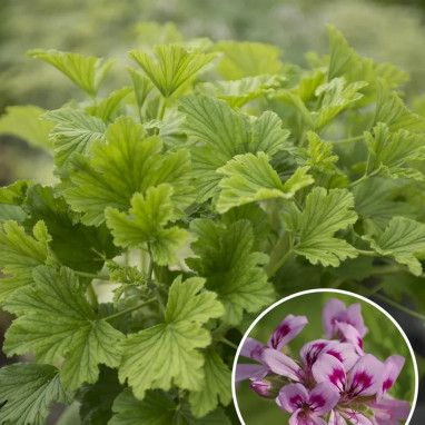 Géranium odorant Fizz - Pelargonium graveolens | Achat producteur