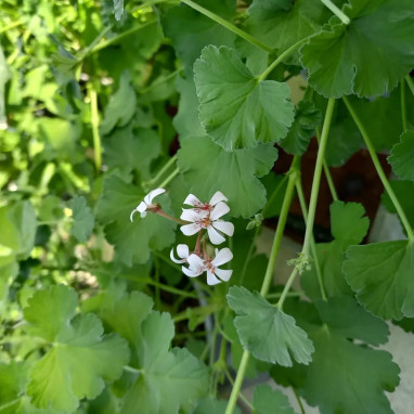Géranium odorant x Fragrans - Pelargonium | Achat producteur