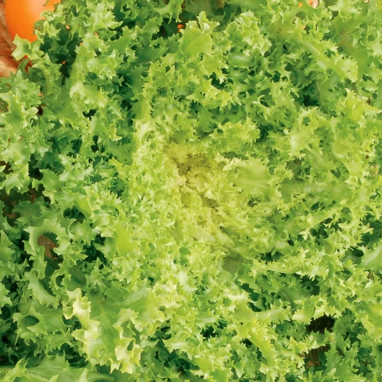 Chicorée Frisée de Meaux - Cichorium | Achat direct au producteur