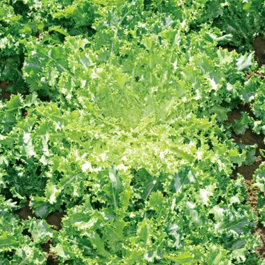 Chicorée frisée 'Grosse pancalière race Alba' - Cichorium | Achat producteur