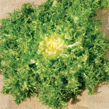 Chicorée frisée 'Grosse pommant seule' - Cichorium | Achat producteur