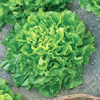 Scarole 'Blonde à cœur plein' - Cichorium | Achat direct au producteur
