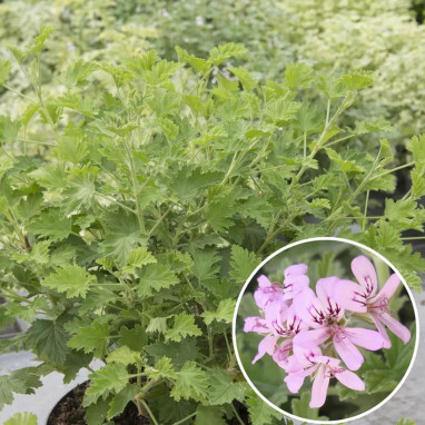 Geranium odorant Sweet Mimosa - Pelargonium | Achat producteur