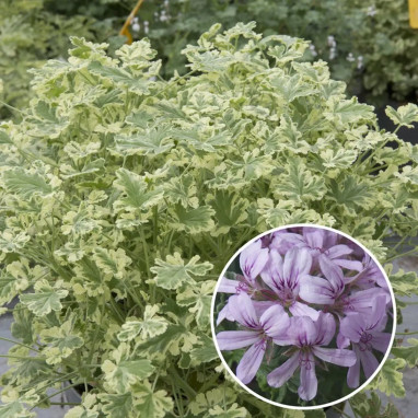 Géranium odorant 'Lady Plymouth' - Pelargonium | Achat producteur