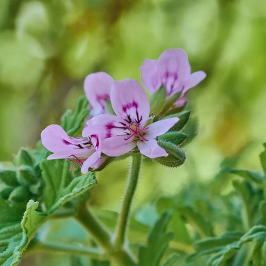 Géranium odorant 'Bitter Lemon' - Pelargonium | Achat producteur