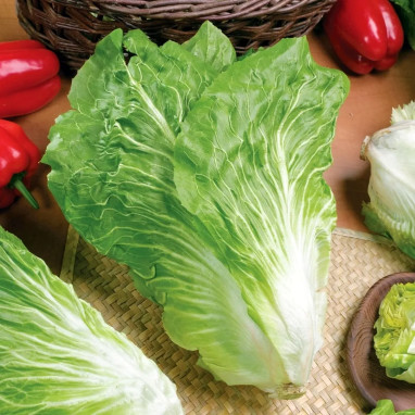 Scarole 'Cornet de Bordeaux' - Cichorium | Achat direct au producteur