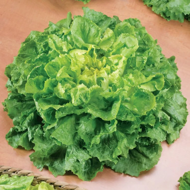 Chicorée scarole 'Géante maraîchère' - Cichorium | Achat producteur