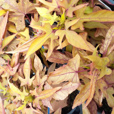 Ipomoea batatas 'Bronze' - Patate douce ornementale | Achat producteur