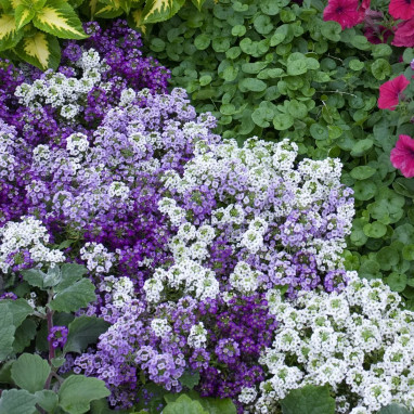 Alysse maritime 'Clear Crystal Mix' - Lobularia | Achat producteur
