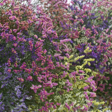 Statice - Limonium sinuatum | Achat direct au producteur