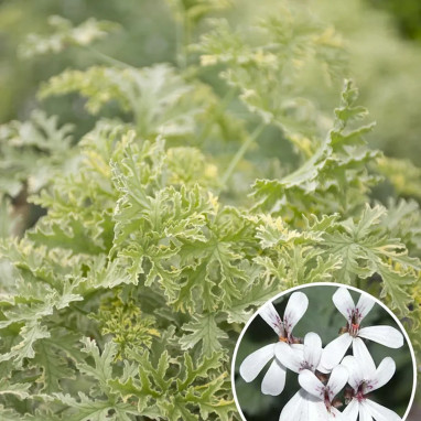 Pélargonium 'Variegatum' - Pelargonium | Achat direct au producteur