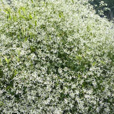 Euphorbia Diamond Frost ® - Euphorbia | Achat direct au producteur