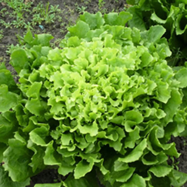 Scarole 'Ronde verte à cœur plein' - Cichorium | Achat producteur