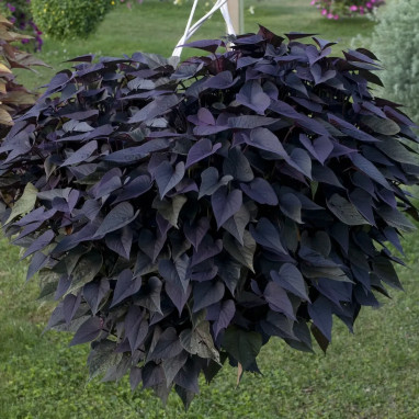 Ipomoea batatas 'Blackie' - Ipomoea | Achat direct au producteur