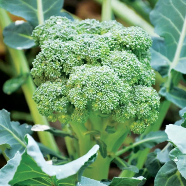 Chou Brocoli 'Natalino' BIO - Brassica | Achat direct au producteur