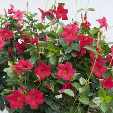 Dipladenia Diamantina ® Rouge - Mandevilla | Achat producteur