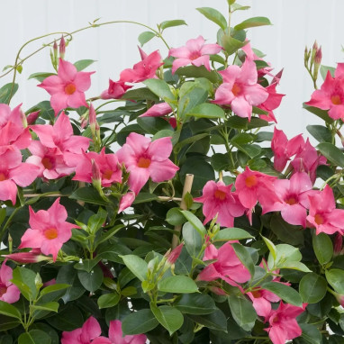 Dipladenia Diamantina ® Rose - Mandevilla | Achat producteur