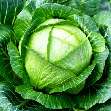 Chou cabus Quintal d'Alsace - Brassica | Achat direct au producteur