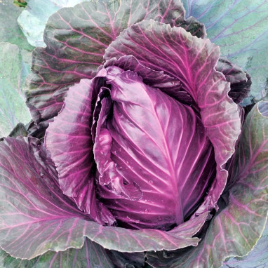 Chou cabus Kalibos - Brassica oleracea | Achat direct au producteur