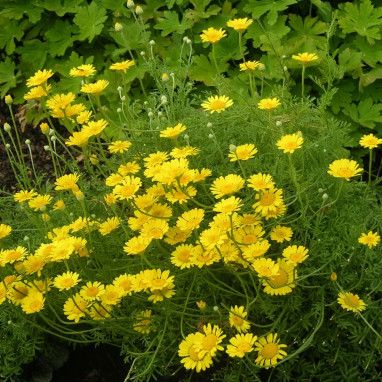 Anthemis simple jaune 'Aramis Lemon' - Argyranthemum | Achat producteur