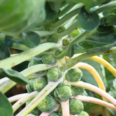 Chou de Bruxelles 'Groninger' - Brassica | Achat direct au producteur