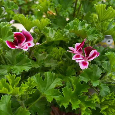 Geranium odorant Angel Perfume - Pelargonium | Achat producteur