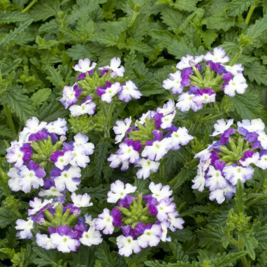Verveine cascade Twister Blue - Verbena | Achat direct au producteur