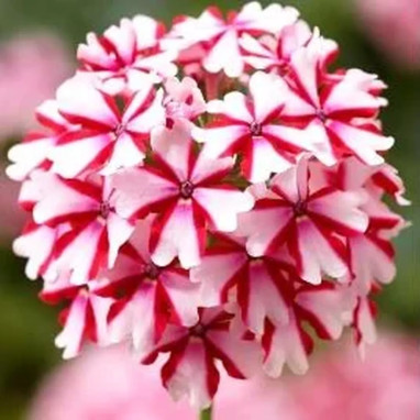 Verveine cascade Lanai® Candy Cane - Verbena | Achat producteur