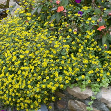 Sanvitalia procumbens 'Solaris' - Sanvitalia | Achat producteur