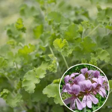Géranium odorant 'Torento Ginger' - Pelargonium | Achat producteur