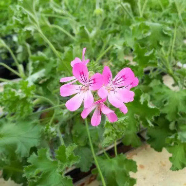 Géranium odorant 'Pink Capitatum' - Pelargonium | Achat producteur