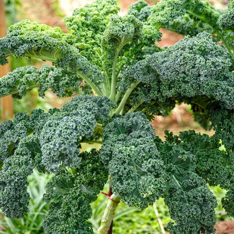 Chou Kale 'Halbhoher Gruner Krauser' Bio - Brassica | Achat producteur