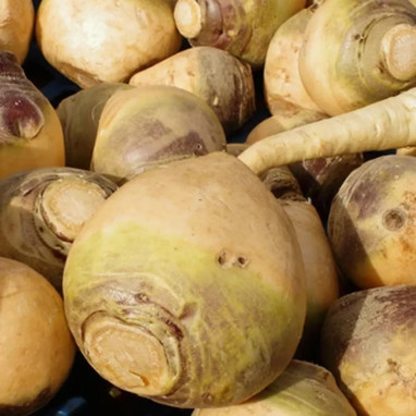 Chou navet jaune à collet vert - Brassica | Achat direct au producteur