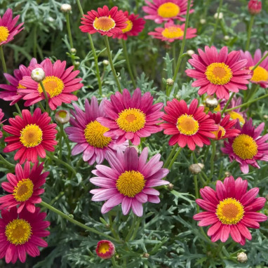 Anthemis simple rouge 'Aramis Red'' - Argyranthemum | Achat producteur