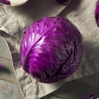 Chou Rouge Gros - Brassica oleracea | Achat direct au producteur