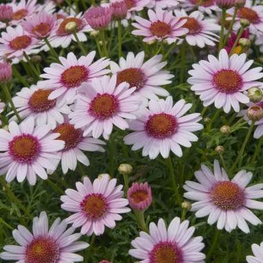 Anthemis simple rose 'Aramis Pink Eye' - Argyranthemum | Achat producteur