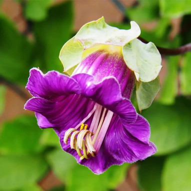 Cobaea scandens 'Bleue' - Cobaea | Achat direct au producteur