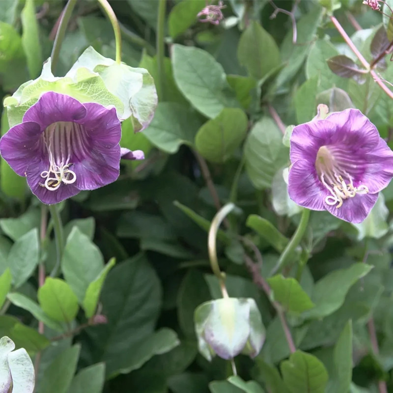 Cobaea scandens 'Bleue' - Cobaea | Achat direct au producteur