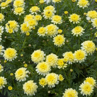 Anthemis double jaune - Argyranthemum | Achat direct au producteur