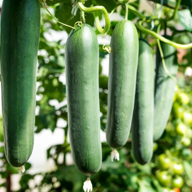 Concombre 'Marketer' - Cucumis sativus | Achat direct au producteur