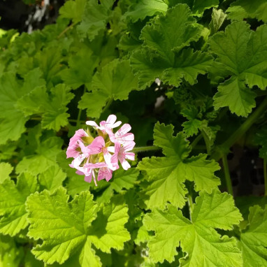Géranium odorant 'Attar of Roses' - Pelargonium | Achat producteur
