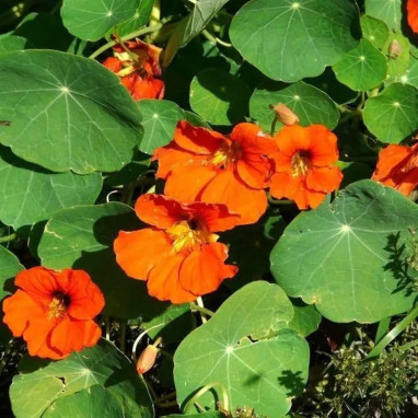 Capucine 'Tip Top Mix' - Tropaeolum | Achat direct au producteur