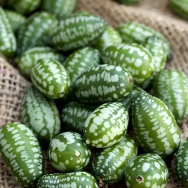 Concombre mexicain - Melothria scabra | Achat direct au producteur