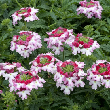 Verveine cascade Twister Pink - Verbena | Achat direct au producteur