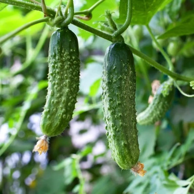 Cornichon Petit de Paris - Cucumis sativus | Achat direct au producteur