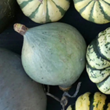 Courge 'Blue Ballet' - Cucurbita maxima | Achat direct au producteur